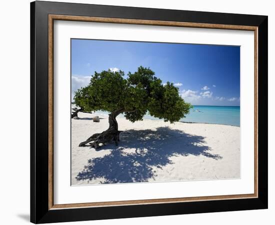 Divi Tree, Aruba-George Oze-Framed Photographic Print