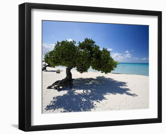 Divi Tree, Aruba-George Oze-Framed Photographic Print