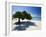 Divi Tree, Aruba-George Oze-Framed Photographic Print