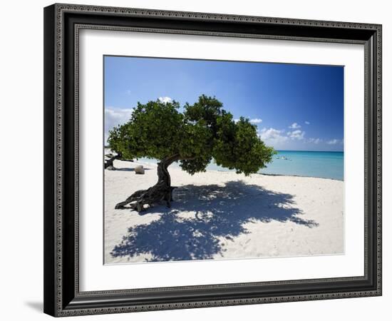 Divi Tree, Aruba-George Oze-Framed Photographic Print