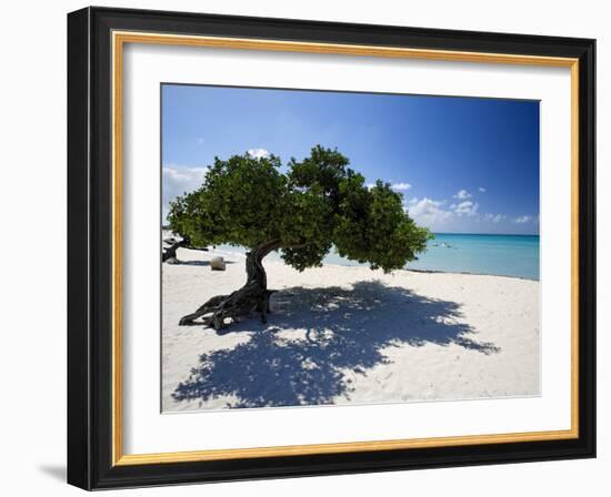 Divi Tree, Aruba-George Oze-Framed Photographic Print