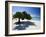 Divi Tree, Aruba-George Oze-Framed Photographic Print