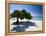 Divi Tree, Aruba-George Oze-Framed Premier Image Canvas