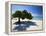 Divi Tree, Aruba-George Oze-Framed Premier Image Canvas