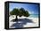 Divi Tree, Aruba-George Oze-Framed Premier Image Canvas