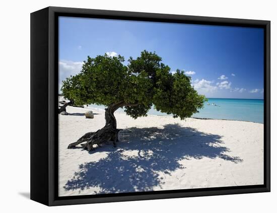 Divi Tree, Aruba-George Oze-Framed Premier Image Canvas