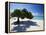 Divi Tree, Aruba-George Oze-Framed Premier Image Canvas