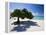 Divi Tree, Aruba-George Oze-Framed Premier Image Canvas