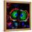 Dividing Cell, Light Micrograph-Science Photo Library-Framed Premier Image Canvas