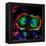 Dividing Cell, Light Micrograph-Science Photo Library-Framed Premier Image Canvas