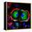 Dividing Cell, Light Micrograph-Science Photo Library-Framed Premier Image Canvas