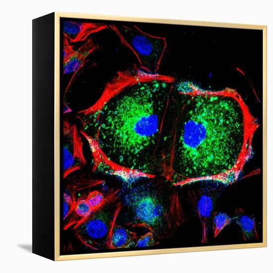 Dividing Cell, Light Micrograph-Science Photo Library-Framed Premier Image Canvas