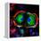 Dividing Cell, Light Micrograph-Science Photo Library-Framed Premier Image Canvas