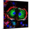 Dividing Cell, Light Micrograph-Science Photo Library-Mounted Premium Photographic Print