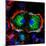 Dividing Cell, Light Micrograph-Science Photo Library-Mounted Premium Photographic Print