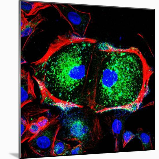 Dividing Cell, Light Micrograph-Science Photo Library-Mounted Premium Photographic Print