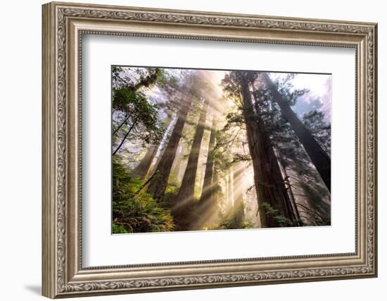 Divine Forest Light California Redwoods, Coastal Trees-Vincent James-Framed Photographic Print