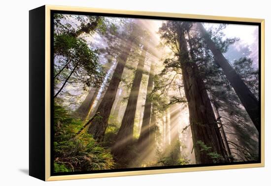 Divine Forest Light California Redwoods, Coastal Trees-Vincent James-Framed Premier Image Canvas