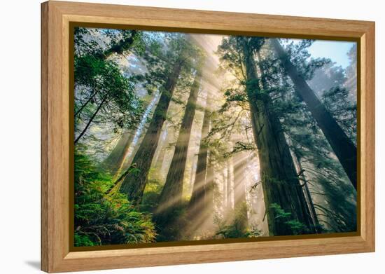 Divine Forest Light Coast Redwoods Del Norte California-Vincent James-Framed Premier Image Canvas