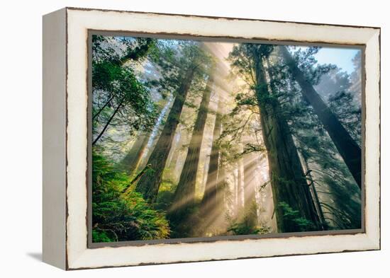 Divine Forest Light Coast Redwoods Del Norte California-Vincent James-Framed Premier Image Canvas