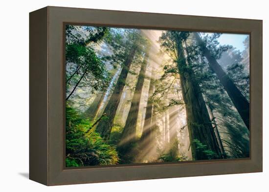 Divine Forest Light Coast Redwoods Del Norte California-Vincent James-Framed Premier Image Canvas