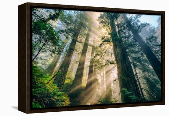 Divine Forest Light Coast Redwoods Del Norte California-Vincent James-Framed Premier Image Canvas