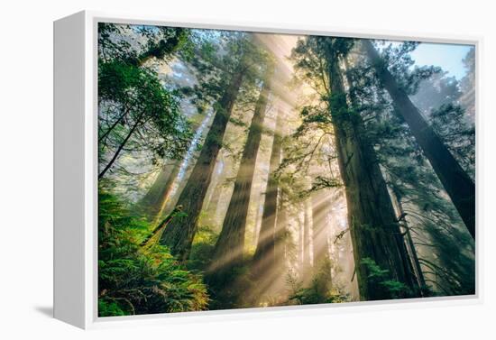 Divine Forest Light Coast Redwoods Del Norte California-Vincent James-Framed Premier Image Canvas