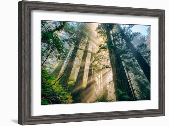 Divine Forest Light Coast Redwoods Del Norte California-Vincent James-Framed Premium Photographic Print