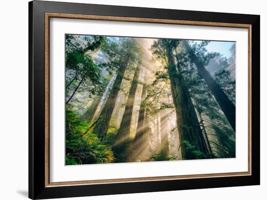 Divine Forest Light Coast Redwoods Del Norte California-Vincent James-Framed Premium Photographic Print