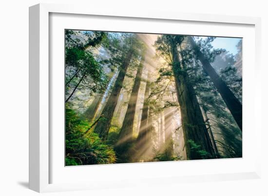 Divine Forest Light Coast Redwoods Del Norte California-Vincent James-Framed Premium Photographic Print