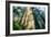 Divine Forest Light Coast Redwoods Del Norte California-Vincent James-Framed Premium Photographic Print
