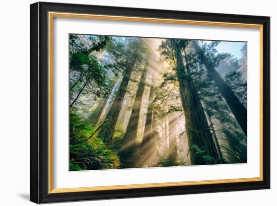 Divine Forest Light Coast Redwoods Del Norte California-Vincent James-Framed Premium Photographic Print