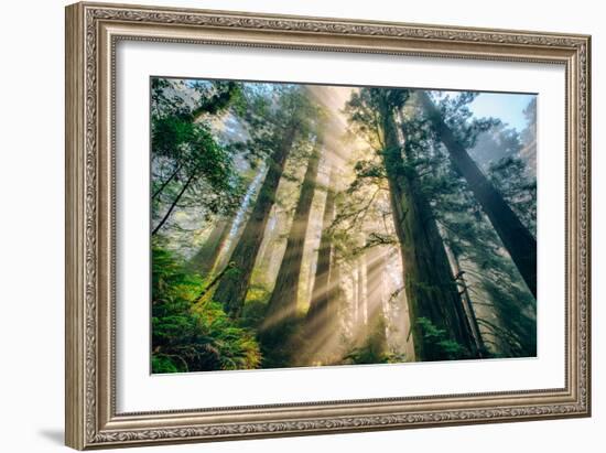 Divine Forest Light Coast Redwoods Del Norte California-Vincent James-Framed Photographic Print