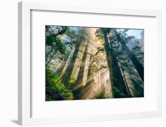 Divine Forest Light Coast Redwoods Del Norte California-Vincent James-Framed Photographic Print