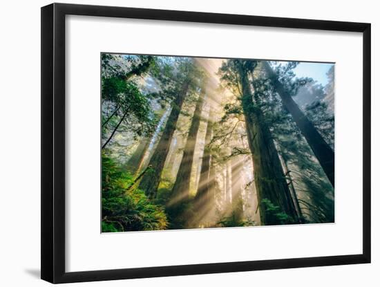 Divine Forest Light Coast Redwoods Del Norte California-Vincent James-Framed Photographic Print