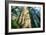 Divine Forest Light Coast Redwoods Del Norte California-Vincent James-Framed Photographic Print