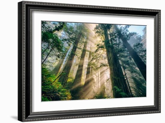 Divine Forest Light Coast Redwoods Del Norte California-Vincent James-Framed Photographic Print