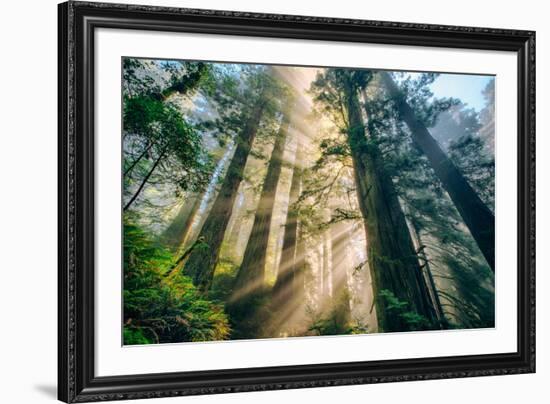 Divine Forest Light Coast Redwoods Del Norte California-Vincent James-Framed Photographic Print