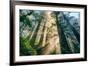 Divine Forest Light Coast Redwoods Del Norte California-Vincent James-Framed Photographic Print