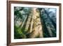 Divine Forest Light Coast Redwoods Del Norte California-Vincent James-Framed Photographic Print