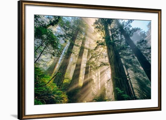 Divine Forest Light Coast Redwoods Del Norte California-Vincent James-Framed Photographic Print