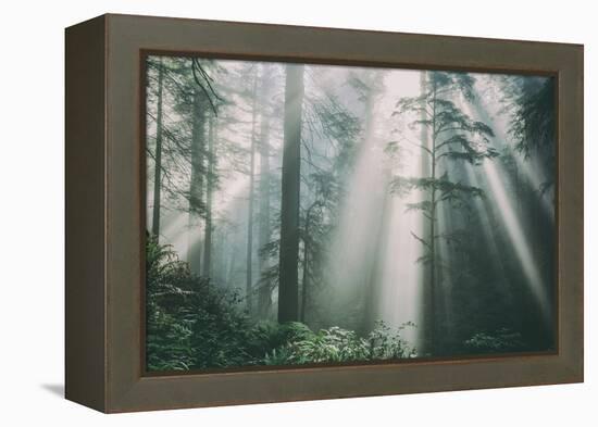 Divine Forest Light, Del Norte Coast Redwoods, Northern California-Vincent James-Framed Premier Image Canvas