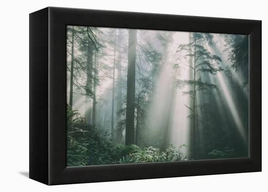 Divine Forest Light, Del Norte Coast Redwoods, Northern California-Vincent James-Framed Premier Image Canvas