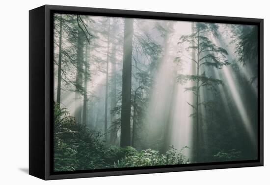 Divine Forest Light, Del Norte Coast Redwoods, Northern California-Vincent James-Framed Premier Image Canvas