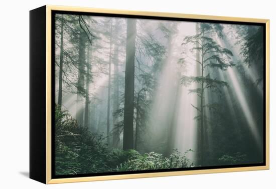 Divine Forest Light, Del Norte Coast Redwoods, Northern California-Vincent James-Framed Premier Image Canvas