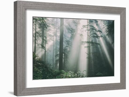 Divine Forest Light, Del Norte Coast Redwoods, Northern California-Vincent James-Framed Photographic Print