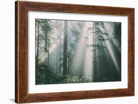 Divine Forest Light, Del Norte Coast Redwoods, Northern California-Vincent James-Framed Photographic Print