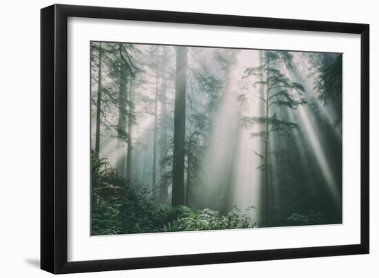 Divine Forest Light, Del Norte Coast Redwoods, Northern California-Vincent James-Framed Photographic Print