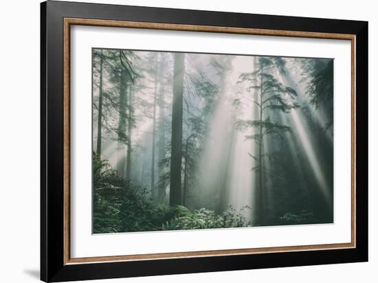 Divine Forest Light, Del Norte Coast Redwoods, Northern California-Vincent James-Framed Photographic Print