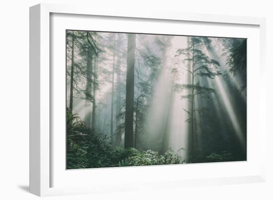 Divine Forest Light, Del Norte Coast Redwoods, Northern California-Vincent James-Framed Photographic Print